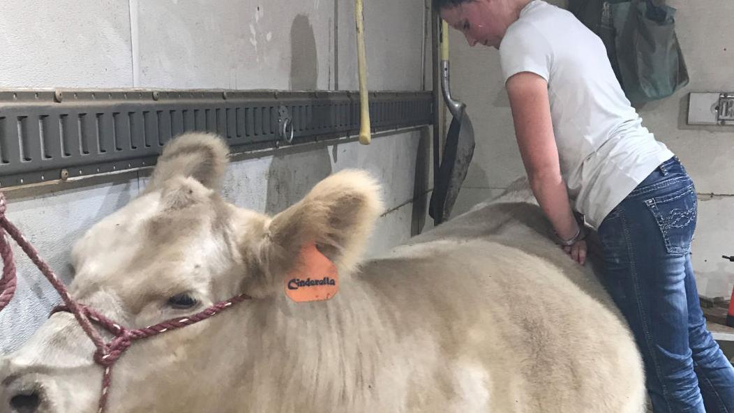 Vet Report: Alternative medicine in cattle